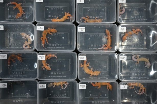 Bild vergr&ouml;&szlig;ern: Mehr als 30 Geckos verhungert und verdurstet: Schockfund bei Kontrolle in Bayern