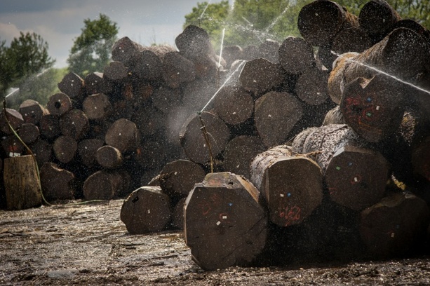 Bild vergr&ouml;&szlig;ern: Urteil: Land Hessen muss für Unfall nahe Holzlagerplatz nicht haften