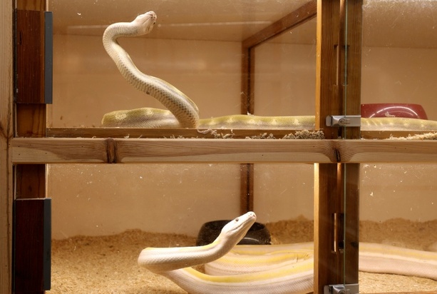 Bild vergr&ouml;&szlig;ern: Bild des Schreckens in Stuttgart: Behörden finden dutzende tote und kranke Schlangen