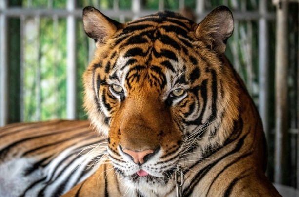 Bild vergr&ouml;&szlig;ern: Mehr als 70 Tiger in thailändischem Park sterben durch Virus
