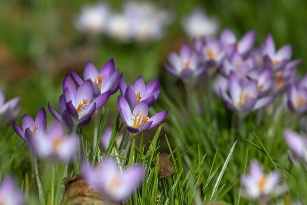 Bild vergr&ouml;&szlig;ern: Wetterdienst erwartet sonnigen Frühling ab Mitte der Woche