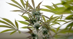 Fast 2400 Pflanzen: Ermittler entdecken Cannabisplantage in Nordrhein-Westfalen