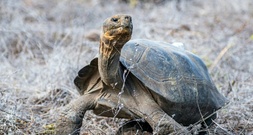 Umstrittenes Bergbaugesetz in Ecuador erlaubt Abbau auf Galápagos-Inseln