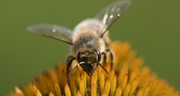 Gericht bestätigt Verbot von Haltung von Bienenvölkern auf Balkon