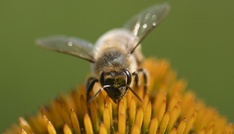 Gericht bestätigt Verbot von Haltung von Bienenvölkern auf Balkon