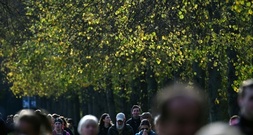 Stadtbäume können im Sommer mehr CO2 aufnehmen als Autos ausstoßen