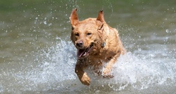 Feuerwehr rettet vermisste Hündin aus Moor in Stuttgart