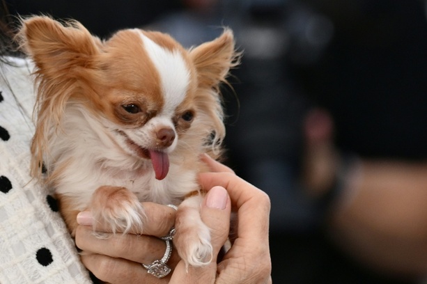 Bild vergr&ouml;&szlig;ern: Besitzer von Chihuahua muss für Verletzungen von schwangerer Frau durch Sturz haften