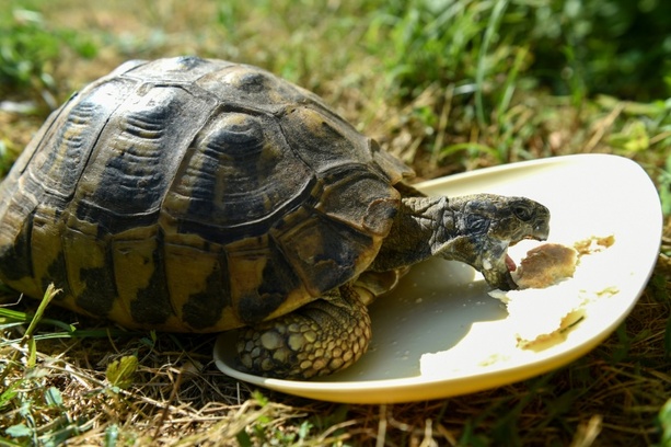 Bild vergr&ouml;&szlig;ern: Drei vermisste Landschildkröten in Nordrhein-Westfalen wieder bei Besitzerin aufgetaucht