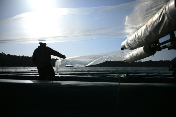 Bild vergr&ouml;&szlig;ern: Bundeslandwirtschaftsministerium bekräftigt: Ausnahmen vom Mindestlohn nicht möglich