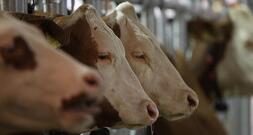 USA und Kanada erkennen MKS-Freiheit Deutschlands an