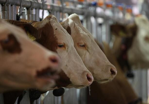 Bild vergr&ouml;&szlig;ern: USA und Kanada erkennen MKS-Freiheit Deutschlands an