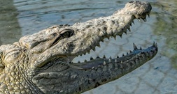 Zoll in Baden-Württemberg entdeckt Handtaschen aus Krokodil- und Rochenleder