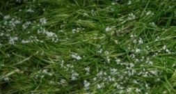 Giftige Doppelgänger: Experten warnen vor Verwechslung von Bärlauch