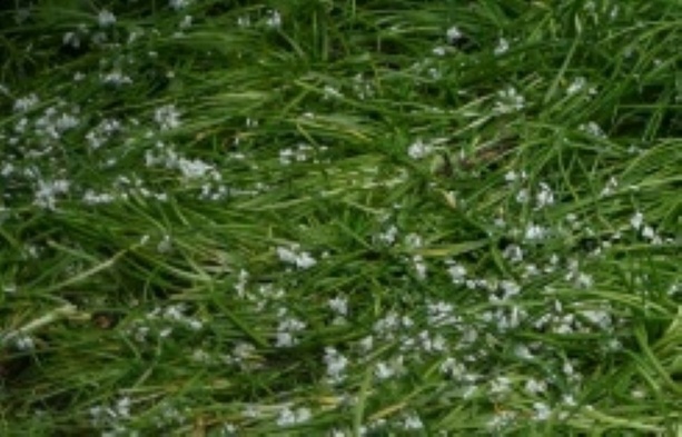 Bild vergr&ouml;&szlig;ern: Giftige Doppelgänger: Experten warnen vor Verwechslung von Bärlauch