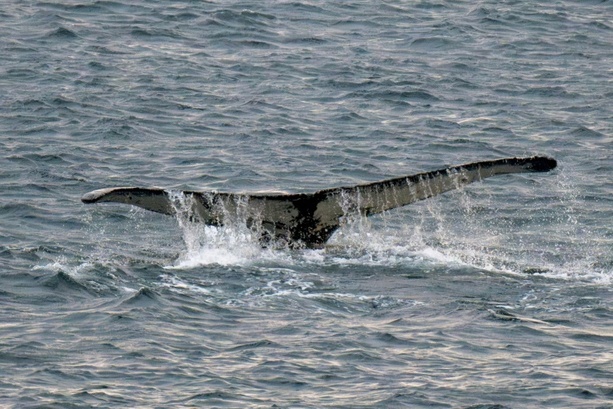 Bild vergr&ouml;&szlig;ern: Mecklenburg-Vorpommern: Wal verfängt sich vor Ostseeküste in Fischernetz