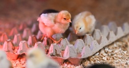 Vier Eier mehr pro Jahr: Pro-Kopf-Verbrauch steigt weiter