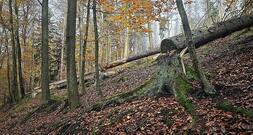 Trump-Regierung drängt Berlin zu Ausnahme in EU-Waldschutzgesetz