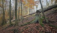 Trump-Regierung drängt Berlin zu Ausnahme in EU-Waldschutzgesetz
