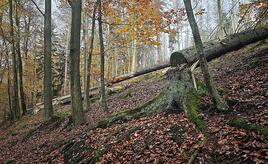 Trump-Regierung drängt Berlin zu Ausnahme in EU-Waldschutzgesetz