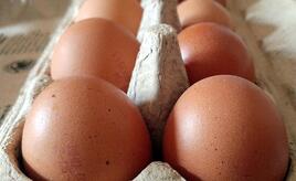 Geflügelwirtschaft sieht knappes Eier-Angebot zu Ostern