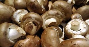 Champignonernte 2025 gestiegen