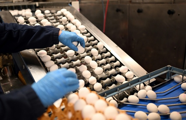 Bild vergr&ouml;&szlig;ern: Zahl der Eier von Hennen aus Freiland- oder Ökohaltung erneut gestiegen