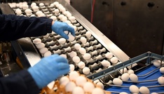 Zahl der Eier von Hennen aus Freiland- oder Ökohaltung erneut gestiegen