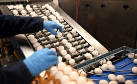 Zahl der Eier von Hennen aus Freiland- oder Ökohaltung erneut gestiegen