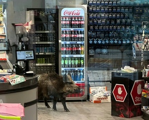 Wildschwein dringt in Discounter ein: Einkaufszentrum in Berlin geräumt