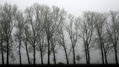 Baum stürzt auf fahrendes Auto - Fahrer in Baden-Württemberg tödlich verletzt