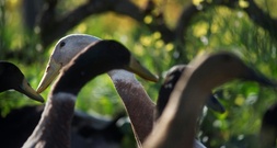 Laufenten sorgen für mehrere Polizeieinsätze in Kempten