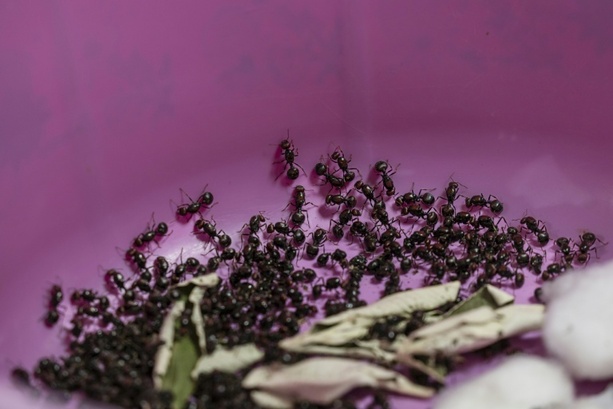 Bild vergr&ouml;&szlig;ern: Versuchter Ameisen-Schmuggel: Zwei Männer in Kenia vor Gericht