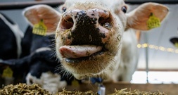 Rinderherde mit rund hundert Tieren ausgebrochen: Großeinsatz in Schleswig-Holstein