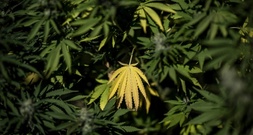 Zwangsräumung führt zu illegaler Cannabisplantage in Mecklenburg-Vorpommern