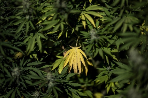 Bild vergr&ouml;&szlig;ern: Zwangsräumung führt zu illegaler Cannabisplantage in Mecklenburg-Vorpommern