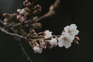 Zarte Frühlingsboten: Kirschblüte in Tokio hat offiziell begonnen