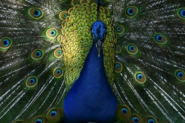 Bild vergr&ouml;&szlig;ern: Ausgebüxter Pfau auf hessischer Autobahn hält Polizei auf Trab