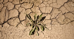 Fehlende Niederschläge: Wasserspeicherung in Deutschland nimmt ab