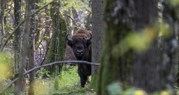 Drei Wildbisons in Polens Bialowieza-Urwald durch Zug getötet