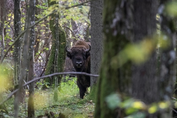 Bild vergr&ouml;&szlig;ern: Drei Wildbisons in Polens Bialowieza-Urwald durch Zug getötet