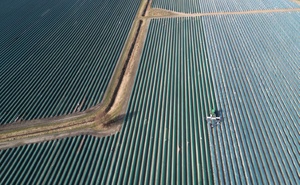 Erntemenge und Anbaufläche von Spargel in Deutschland rückläufig