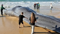 Wal an Ostseeküste Schleswig-Holsteins gestrandet - Tier soll gerettet werden