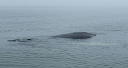 Lübecker Bucht: Zustand von gestrandetem Wal verschlechtert sich