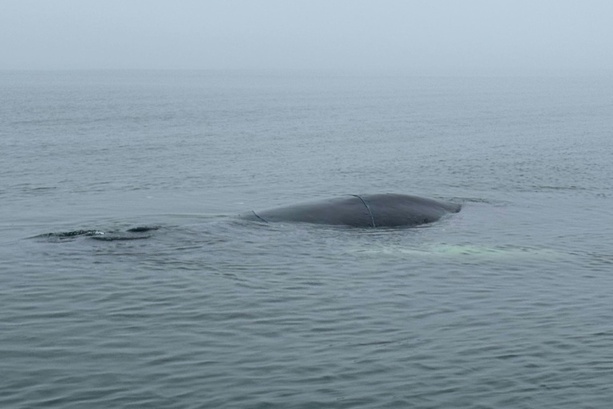 Bild vergr&ouml;&szlig;ern: Lübecker Bucht: Zustand von gestrandetem Wal verschlechtert sich