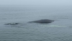 Lübecker Bucht: Zustand von gestrandetem Wal verschlechtert sich