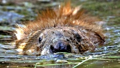 Biber fluten Wald: Bundesverwaltungsgericht stärkt Rechte von Eigentümern