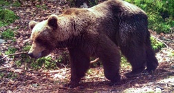 Bären in den Pyrenäen von Inzucht und genetischen Defekten bedroht