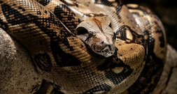 Polizei beschlagnahmt Anakondas, Boas und Pythons in Wohnhaus in Italien