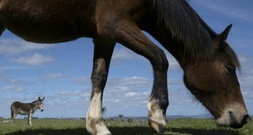 Zwei Pferde verenden bei Unfall mit Kutsche in Potsdam